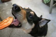 很多狗狗鲜粮有红薯,常见又便宜,它们对狗有什么好处