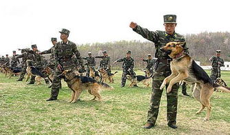 士兵退伍后能将一手养大的军犬带回家吗 