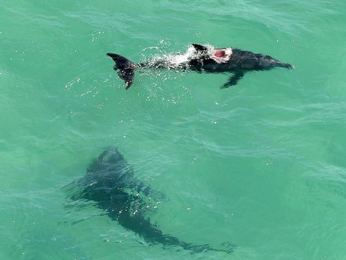 鲨鱼与海豚谁更强 一群海豚遇到大白鲨,双方是这样的反应