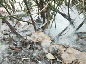 防范 柳絮又双叒叕来了 山大四月 飞雪 天,防火防飘防过敏