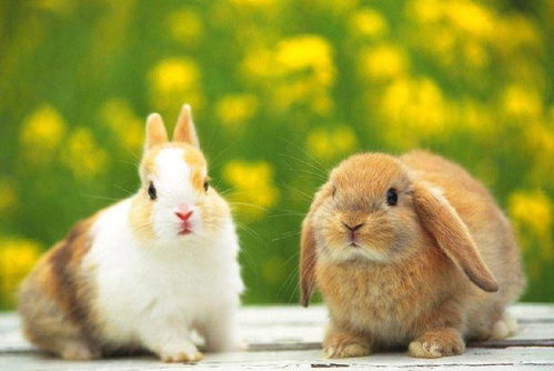 兔子的生活习性是什么 兔子可以遛吗