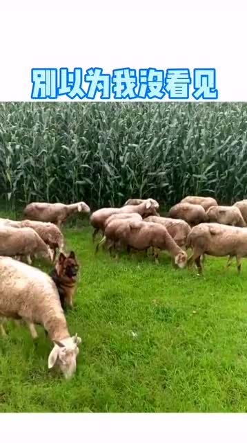 田地放羊,竟跑地里偷吃玉米,狗子都看不下去了 