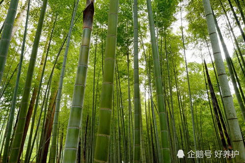 表情 庭院竹子种植有门道,你还不知道 腾讯新闻 表情 