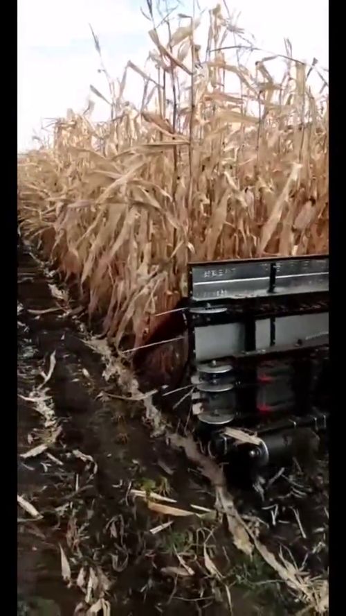 再也不用人工收割玉米秸秆了,农村人看着这机器就高兴,真省劲 