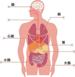 人身上的全部器官图