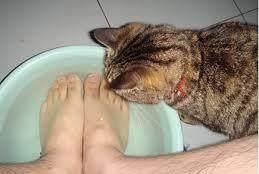 养猫的你一定间接喝过马桶水 洗脚水,都是猫咪害的
