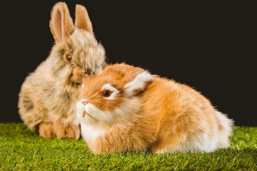 养宠知识 兔子便秘的症状及治疗