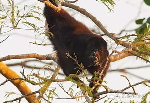 今日 懒吼猴 Guatemalan black howler 
