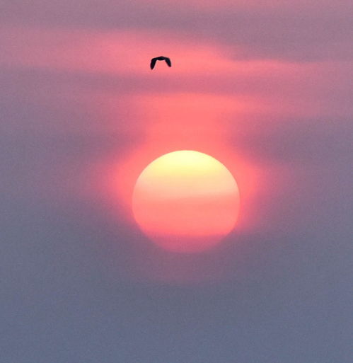 早晨的太阳图片微信图片