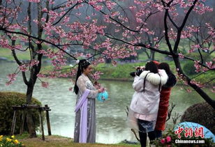 武汉东湖樱园樱花开放 市民雨中赏花 