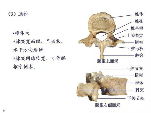 猫骨骼正面解剖图 搜狗图片搜索