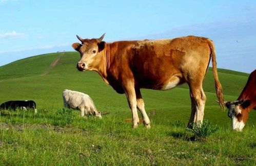 牛牛牛 揭秘1973年属牛人的毕生寿命,过了47岁属于什么命