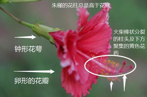 执子双手,拈花相待 扶桑花丨花颜鸟语