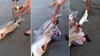 男子割开死亡鲨鱼肚子救出3条幼鲨