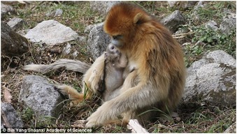 猴子 接生员 灵长类动物帮助同伴生产 