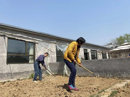 京郊租地种菜 城里人的农夫梦能坚持多久