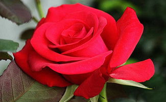 红玫瑰比喻什么女人,什么人可以比作玫瑰？