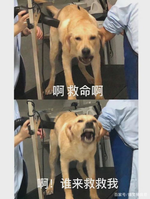 第一次带狗子去宠物店洗澡,哈哈哈哈哈看得出来狗子很紧张了