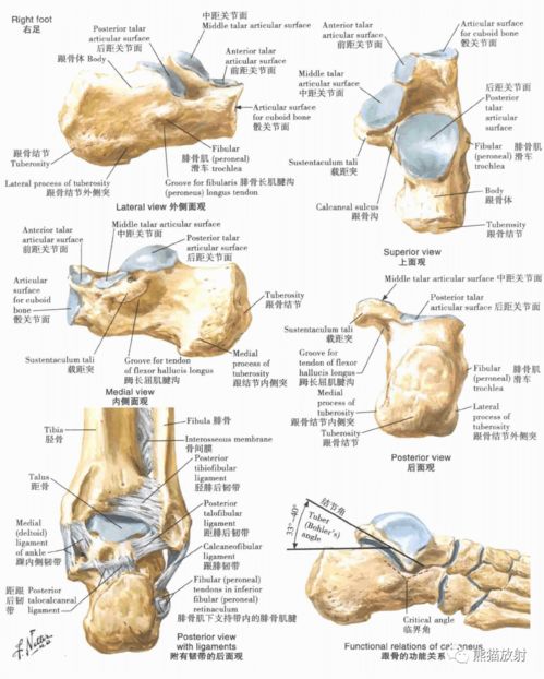 脚踝韧带位置图片 搜狗图片搜索