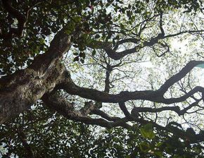 世界上最矮的树 活了一亿年的树