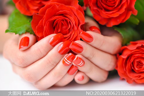 捧在双手里的红玫瑰花摄影高清图片