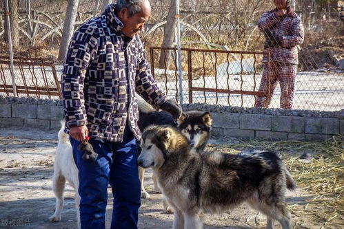 安徽农村老人靠养狗赚钱,一只小狗卖400元,年收入5万元