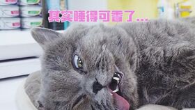 英短蓝猫之自己选择带娃or绝育