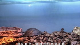 深水养龟 实测黄耳龟与麝香龟的深水能力