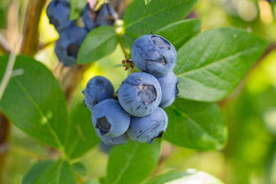 蓝莓种植蔬菜丸子推荐品种（蓝莓籽怎