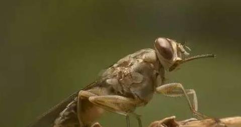 自然界对人类威胁排行前十的动物,第一名很常见