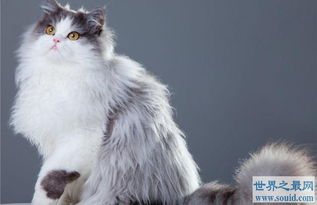 世界十大畅销猫品种,斯芬克斯排名第一 