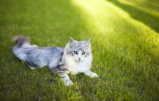 猫喝了生牛乳拉稀了,猫咪喝生牛乳腹泻几次