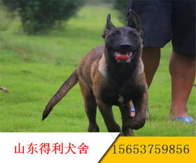 马犬训练需要注意什么 血统的马犬幼犬多少钱 