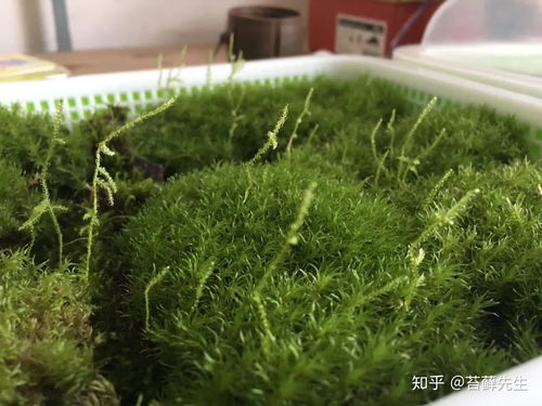 怎样养好苔藓 