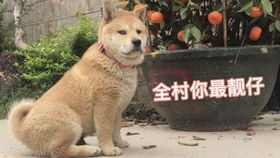 中国最胖中华田园犬,瘦的时候也比猪要胖,它的名字叫胖灰灰