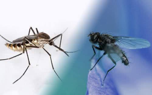 苍蝇蚊子如此招人烦它们存在的意义是什么 能不能把它们灭绝