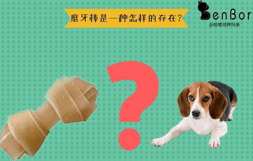 狗狗磨牙棒的正确使用方法 咬的不仅是痛快,也是一种需求