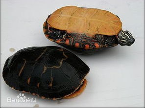 东锦龟能长多大