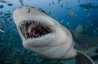 水下相机实拍 鲨鱼皮肤上居然还长了牙齿