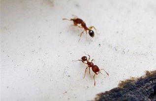 家里有蚂蚁怎么办 蚂蚁入室好不好教你几招快速处理 