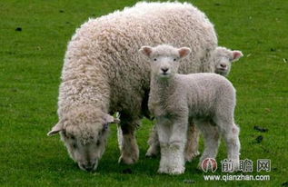 十羊九不全 属羊宝宝真的命不好 别逗了