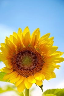 太阳花与向日葵的区别 为什么向日葵代表死亡