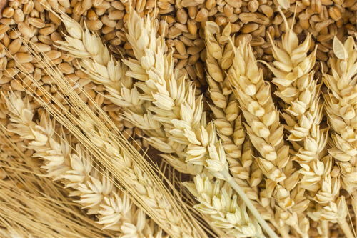 为什么古代开仓放粮都是大米，而没有麦子玉米之类的