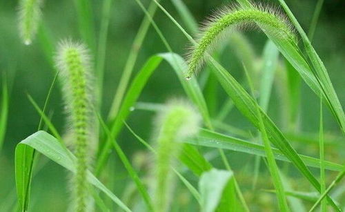 农村这个野草名字很奇怪,毛茸茸的像虫子,农村人都讨厌