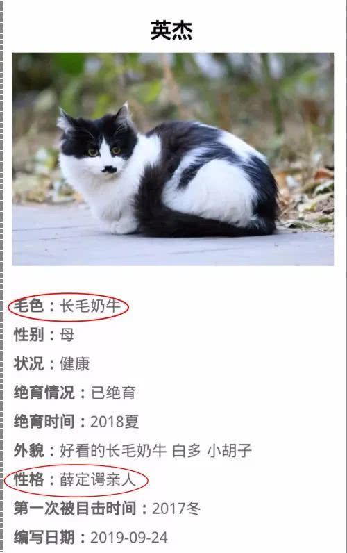 北大猫咪图鉴 猫咪的爱恨情仇和猫界往事