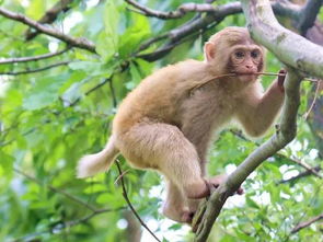 游客投食过度,泰国猴子已经无法上树 大师兄吃成二师兄了...