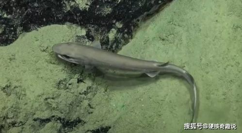 全球最罕见鲨鱼,短尾猫鲨在大堡礁现世,人类第一次发现活体