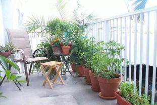 有哪些比较耐晒、适合露天阳台种植的盆栽(有哪些比较耐晒,适合露天阳台种植的盆栽花)