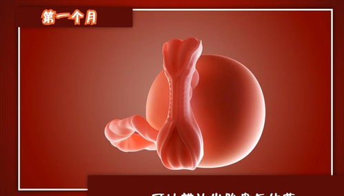 中国怀孕网(怀孕多长时间能查出来胎儿性别)