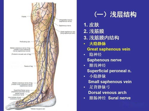 腿部局部解剖